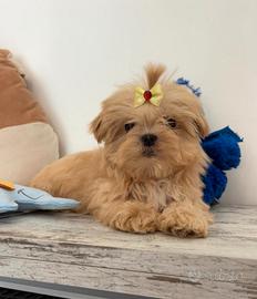 Maltipoo miny coreano