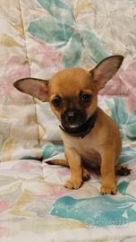 chihuahua maschio 