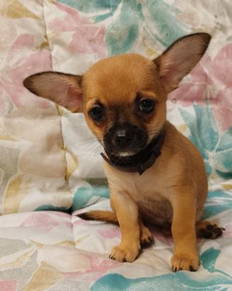 chihuahua maschio 