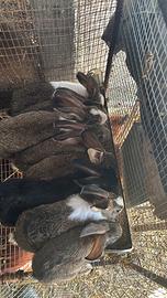 Conigli da carne e da riproduzione