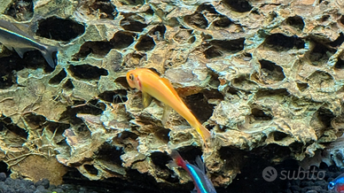 2 Gyrinocheilus Aymonieri Gold