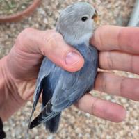 Inseparabili Roseicollis