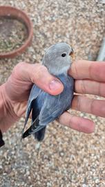 Inseparabili Roseicollis