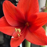 Semi di Amaryllis