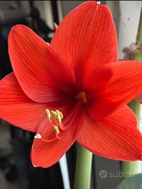 Semi di Amaryllis