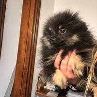 Cucciola volpino di Pomerania Spitz nano