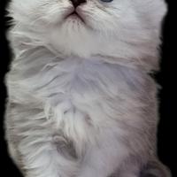 Cuccioli persiani chinchilla