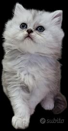 Cuccioli persiani chinchilla