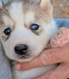 Cuccioli di Siberian Husky