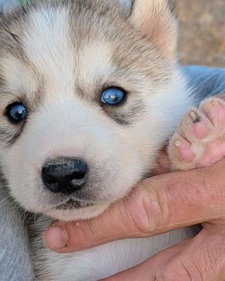 Cuccioli di Siberian Husky