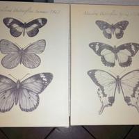 Quadri farfalle