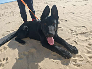 Pastore tedesco grigione