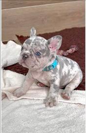 Bulldog francese lilac Merle esotico maschio