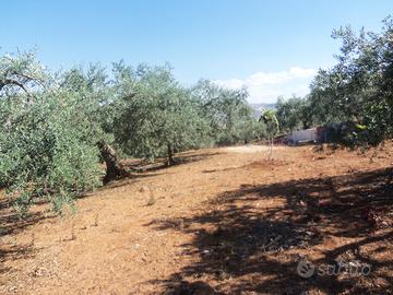 Terreno piantunato con alberi di ulivo
