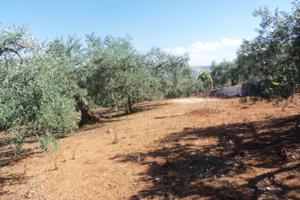 Terreno piantunato con alberi di ulivo