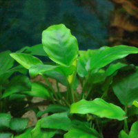 Anubias nana pianta acquario