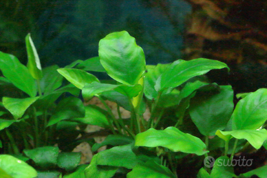 Anubias nana pianta acquario