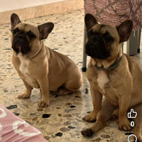 Bulldog francese per monta