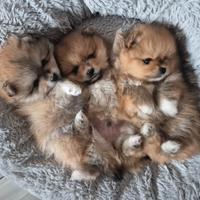 Cuccioli di Spitz Pomerania
