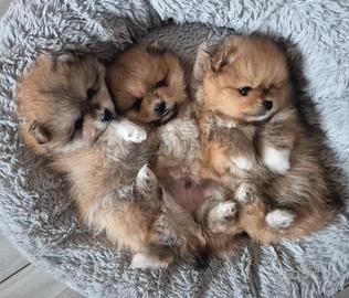 Cuccioli di Spitz Pomerania