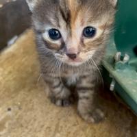 Cuccioli di gatto