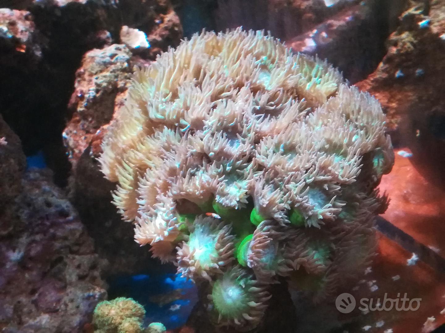 Pipette Grandi Per Acquario - Set Da 2 Con Rete, Ideali Per Nutrire Pesci E Coralli In Modo Preciso - Foto 5