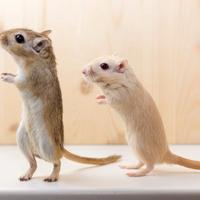 Cuccioli di GERBILLO