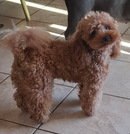 Barboncino toy per monta