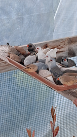 Tortore diamantine - diamanti olandesi - passeri