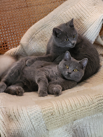 Cuccioli scottish straight/fold