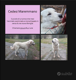 Cuccioli di Maremmano