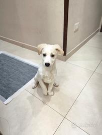 Cucciolo cane 4 mesi taglia piccola