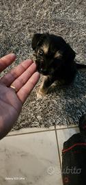 Incrocio maltese