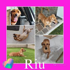 Ryo cagnolina dolcissima in adozione