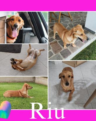 Ryo cagnolina dolcissima in adozione