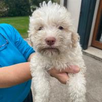 Cuccioli di Lagotto