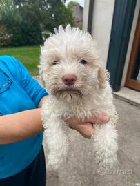 Cuccioli di Lagotto