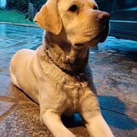 Labrador retriever con pedigree, per accoppiamento