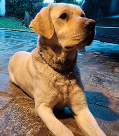 Labrador retriever con pedigree, per accoppiamento
