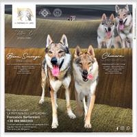 Cane Lupo Cecoslovacco