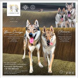 Cane Lupo Cecoslovacco