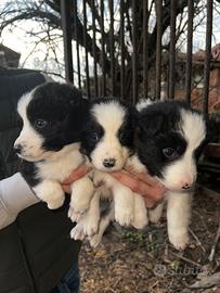 Cuccioli Border collie