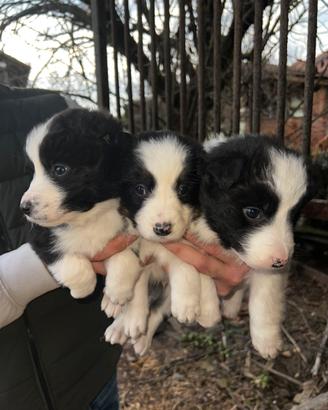 Cuccioli Border collie