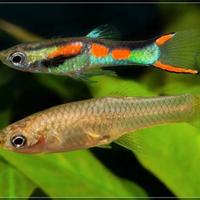 Endler Poecilia Wingei - Allevamento domestico