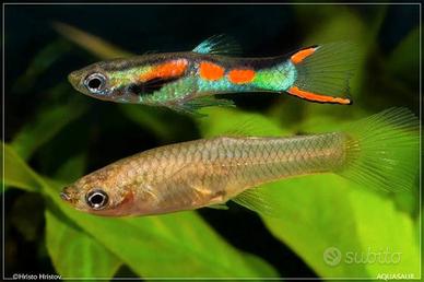 Endler Poecilia Wingei - Allevamento domestico