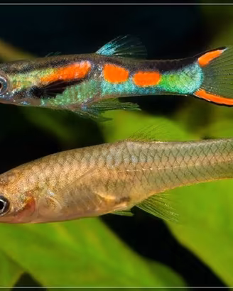 Endler Poecilia Wingei - Allevamento domestico