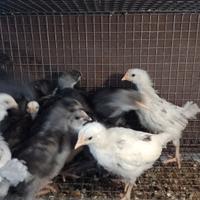 Pulcini incrocio australorp splash e blu