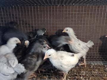 Pulcini incrocio australorp splash e blu