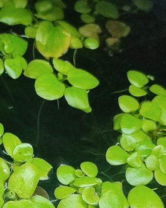 Limnobium laevigatum (Frogbit)