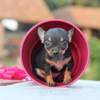 Cucciola di Chihuahua